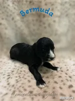 Bermuda, a male Sheepadoodle for sale in Pensacola, FL – 5 of 5