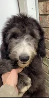 Bermuda, a male Sheepadoodle for sale in Pensacola, FL – 2 of 5