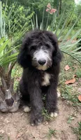 Bermuda, a male Sheepadoodle for sale in Pensacola, FL – 1 of 5