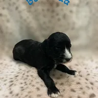 Bermuda- Price Reduced!, a male Sheepadoodle for sale in Pensacola, FL – Photo 2 of 2