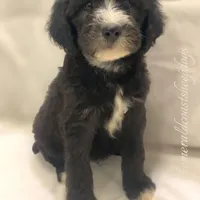 Bermuda- Price Reduced!, a male Sheepadoodle for sale in Pensacola, FL – Photo 1 of 2