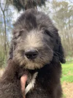 Lecce-Price Reduced! , a female Sheepadoodle for sale in Pensacola, FL – Photo 3 of 5