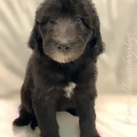 Lecce-Price Reduced! , a female Sheepadoodle for sale in Pensacola, FL – Photo 1 of 5