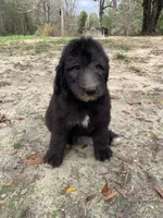 Lecce-Price Reduced! , a female Sheepadoodle for sale in Pensacola, FL – Photo 5 of 5