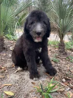 Lecce-Price Reduced! , a female Sheepadoodle for sale in Pensacola, FL – Photo 4 of 5