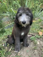 Lecce, a female Sheepadoodle for sale in Pensacola, FL – Photo 1 of 8