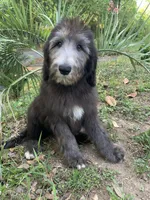 Lecce, a female Sheepadoodle for sale in Pensacola, FL – Photo 2 of 8