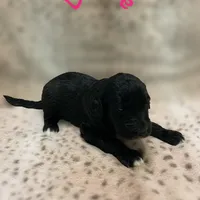 Lecce-Price Reduced! , a female Sheepadoodle for sale in Pensacola, FL – Photo 2 of 5