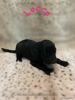 Lecce, a female Sheepadoodle for sale in Pensacola, FL – Photo 2 of 2