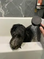 Lecce, a female Sheepadoodle for sale in Pensacola, FL – Photo 3 of 8