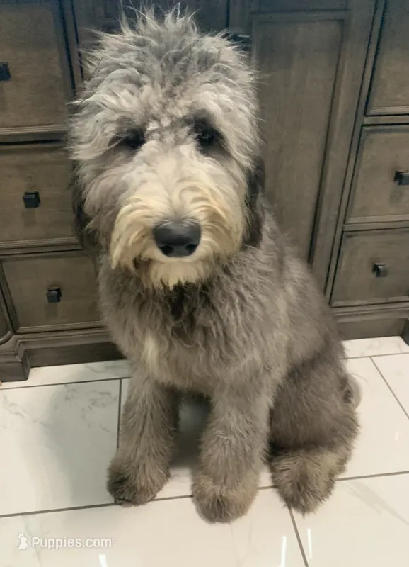 Capri – Sheepadoodle puppy for sale in Pensacola, FL