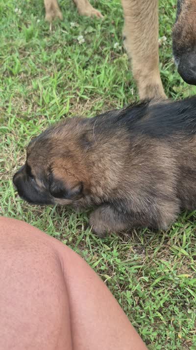 Harley, a male German Shepherd Dog for sale in Parsons, TN – 2 of 2