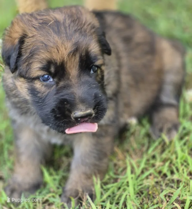 Harley – German Shepherd Dog puppy for sale in Parsons, TN