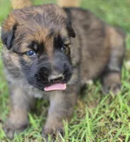 Harley, a male German Shepherd Dog for sale in Parsons, TN – 1 of 2