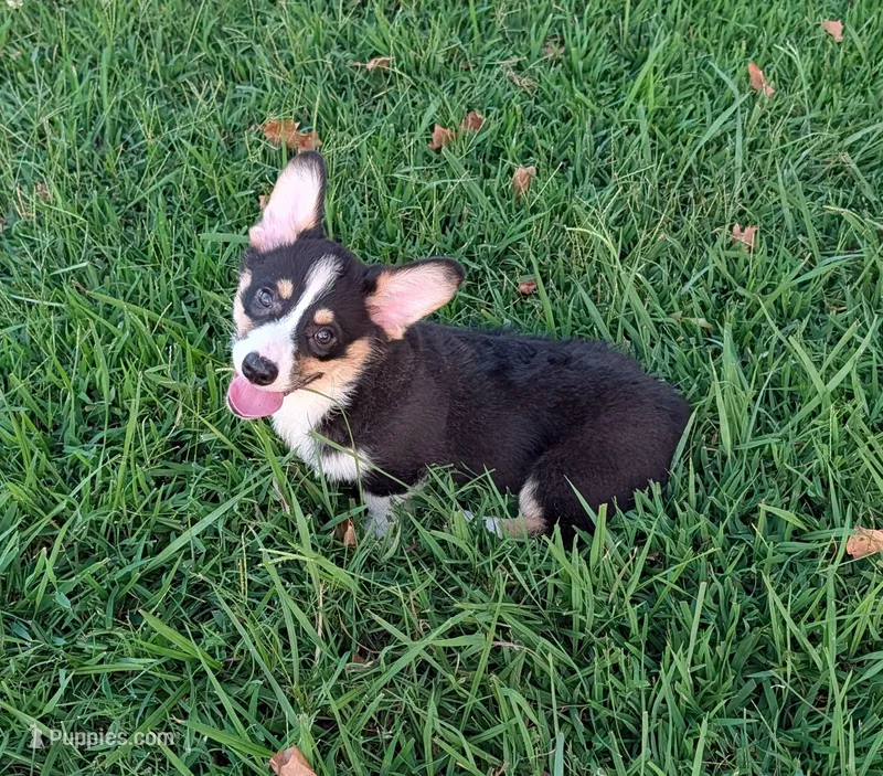 AKC Turbo Triple clear  – Pembroke Welsh Corgi puppy for sale in Cameron, OK