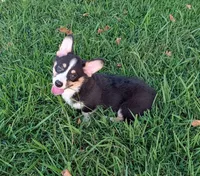 AKC Turbo Triple clear , a male Pembroke Welsh Corgi for sale in Cameron, OK – 1 of 3
