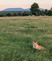 Holly 🌸3 yrs, a female Pembroke Welsh Corgi for sale in Cameron, OK – 3 of 7
