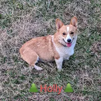 Holly 🌸3 yrs, a female Pembroke Welsh Corgi for sale in Cameron, OK – 6 of 7