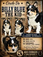 AKC Turbo Triple clear , a male Pembroke Welsh Corgi for sale in Cameron, OK – 3 of 3