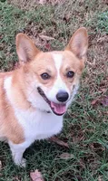 Holly 🌸3 yrs, a female Pembroke Welsh Corgi for sale in Cameron, OK – 4 of 7