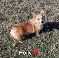 Holly 🌸3 yrs, a female Pembroke Welsh Corgi for sale in Cameron, OK – 7 of 7
