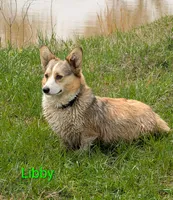 AKC Tank Triple clear , a male Pembroke Welsh Corgi for sale in Cameron, OK – 4 of 4