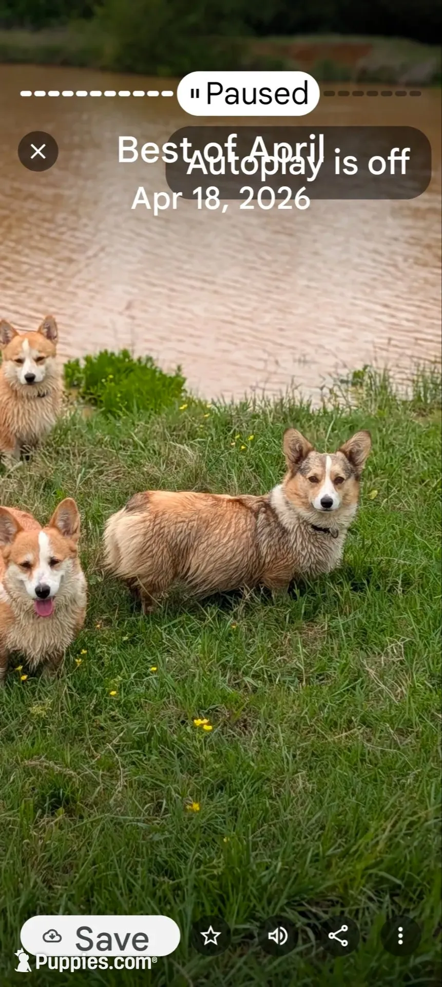 AKC Turbo Triple clear , a male Pembroke Welsh Corgi for sale in Cameron, OK – 2 of 3