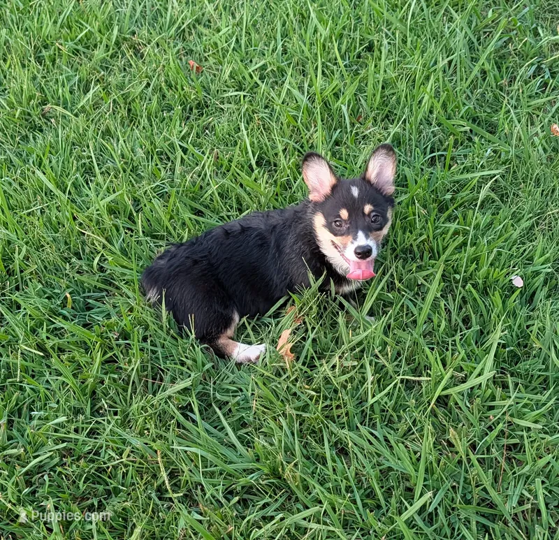 AKC Tank Triple clear  – Pembroke Welsh Corgi puppy for sale in Cameron, OK