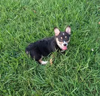 AKC Tank Triple clear , a male Pembroke Welsh Corgi for sale in Cameron, OK – 1 of 4