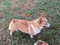 Holly 🌸3 yrs, a female Pembroke Welsh Corgi for sale in Cameron, OK – 5 of 7