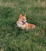Holly 🌸3 yrs, a female Pembroke Welsh Corgi for sale in Cameron, OK – 2 of 7
