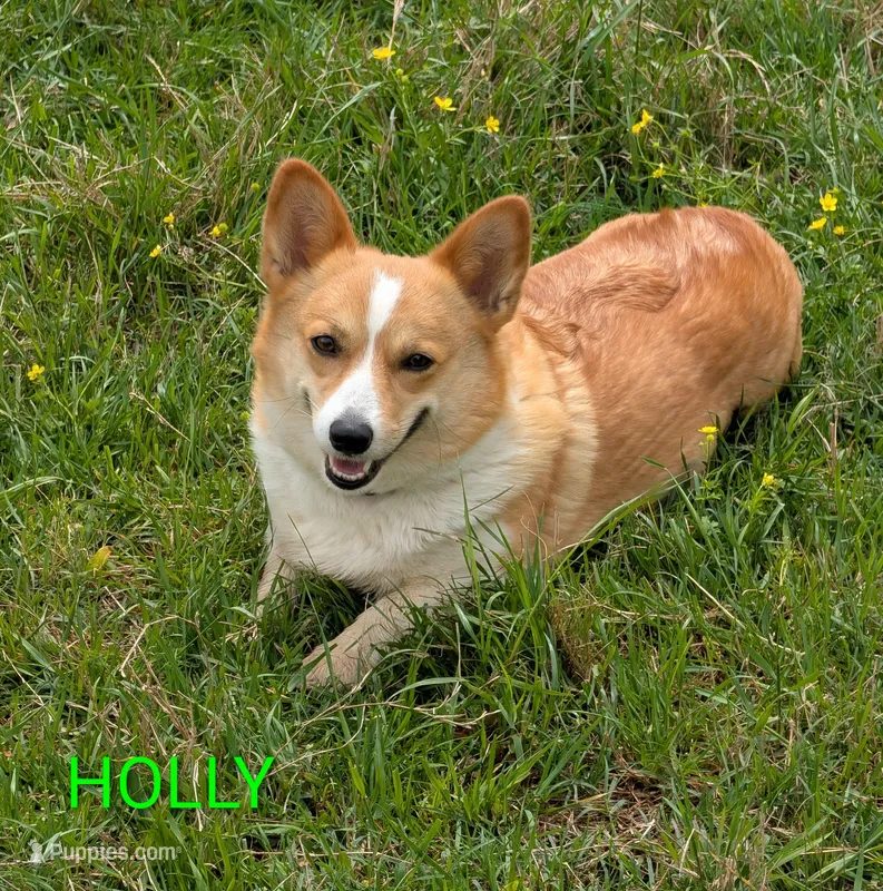 Holly 🌸3 yrs – Pembroke Welsh Corgi puppy for sale in Cameron, OK