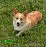 Holly 🌸3 yrs, a female Pembroke Welsh Corgi for sale in Cameron, OK – 1 of 7