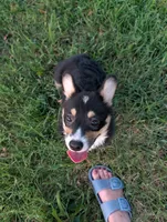 AKC Tank Triple clear , a male Pembroke Welsh Corgi for sale in Cameron, OK – 2 of 4