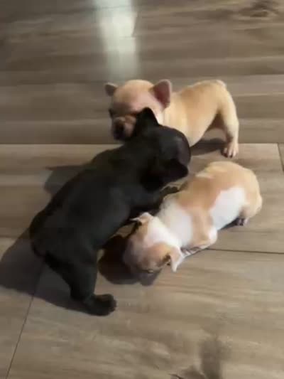 Patches , a female French Bulldog for sale in Sacramento, CA – 3 of 4