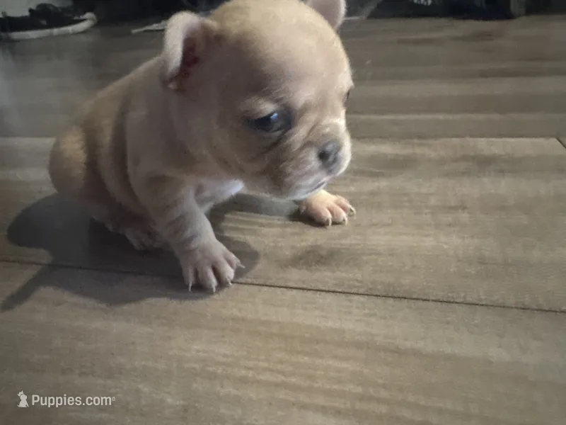 Honey – French Bulldog puppy for sale in Sacramento, CA