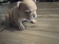 Honey, a female French Bulldog for sale in Sacramento, CA – 1 of 3