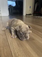 Zeus, a male French Bulldog for sale in Sacramento, CA – 2 of 3