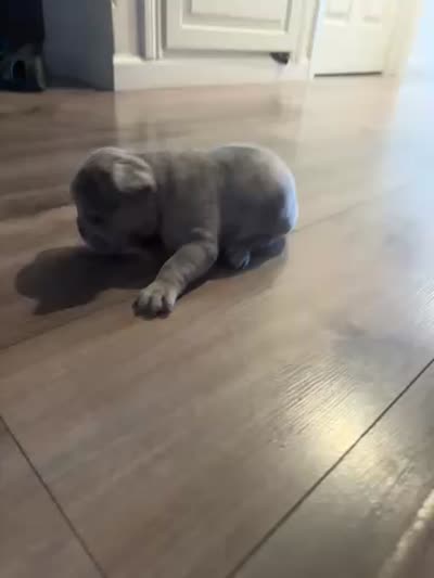 Zeus, a male French Bulldog for sale in Sacramento, CA – 3 of 3