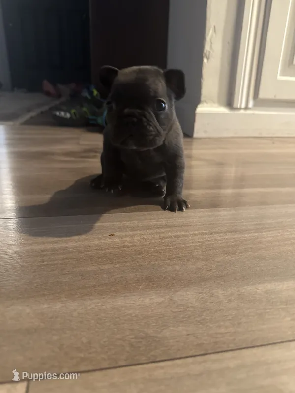Shadow  – French Bulldog puppy for sale in Sacramento, CA