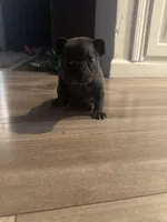 Shadow , a female French Bulldog for sale in Sacramento, CA – 1 of 3