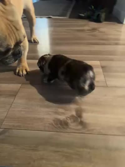 Bella, a female French Bulldog for sale in Sacramento, CA – 3 of 3