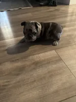 Bella, a female French Bulldog for sale in Sacramento, CA – 2 of 3