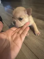 Honey, a female French Bulldog for sale in Sacramento, CA – 2 of 3