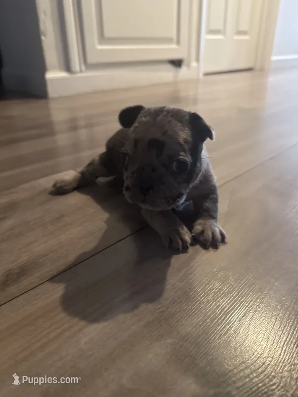 Bella – French Bulldog puppy for sale in Sacramento, CA