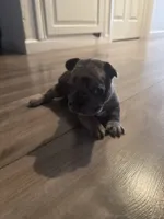 Bella, a female French Bulldog for sale in Sacramento, CA – 1 of 3