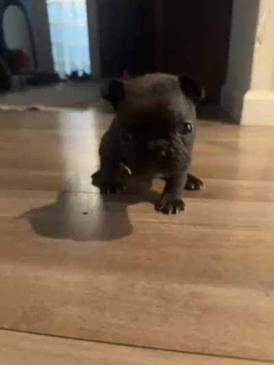 Shadow , a female French Bulldog for sale in Sacramento, CA – 3 of 3