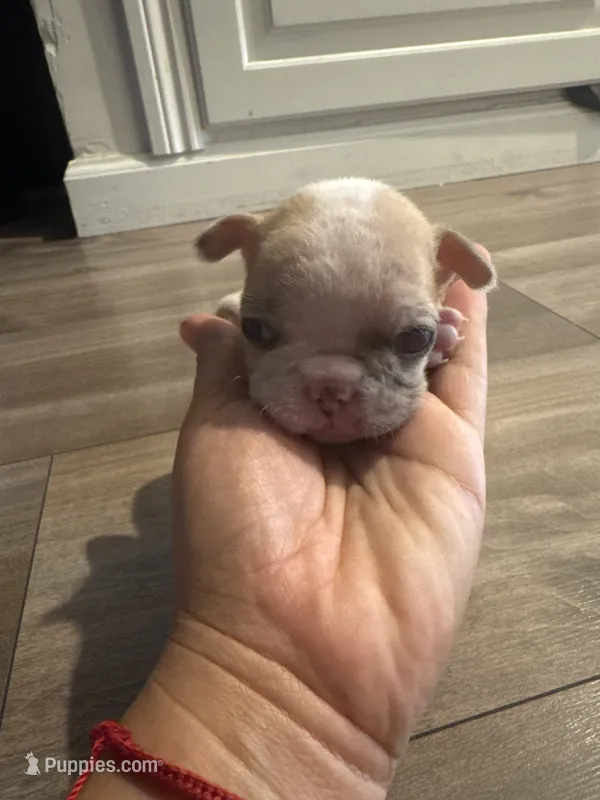Patches  – French Bulldog puppy for sale in Sacramento, CA