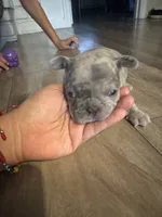 Zeus, a male French Bulldog for sale in Sacramento, CA – 1 of 3