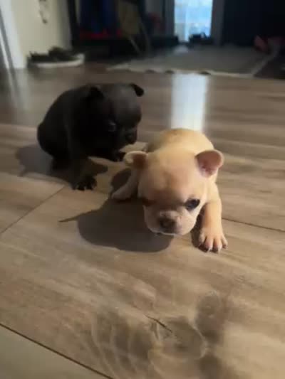 Honey, a female French Bulldog for sale in Sacramento, CA – 3 of 3